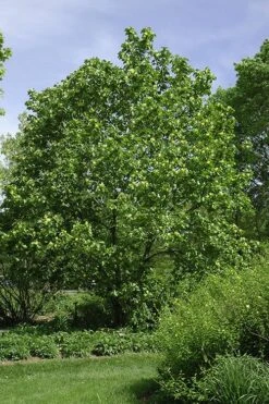 Yellow Bird Magnolia Tulip Tree - 3 Gallon Pot -Best Plant Shop Magnolia Yellow Bird 100 1
