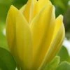 Yellow Bird Magnolia Tulip Tree - 3 Gallon Pot -Best Plant Shop Magnolia Yellow Bird 13 1