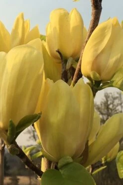 Yellow Bird Magnolia Tulip Tree - 3 Gallon Pot -Best Plant Shop Magnolia Yellow Bird 14 1