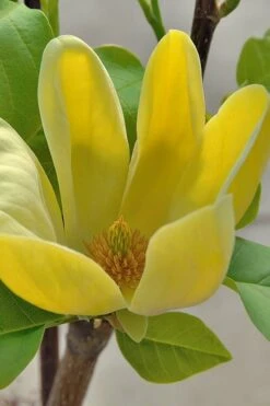 Yellow Bird Magnolia Tulip Tree - 3 Gallon Pot -Best Plant Shop Magnolia Yellow Bird 16 1