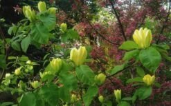 Yellow Bird Magnolia Tulip Tree - 3 Gallon Pot -Best Plant Shop Magnolia Yellow Bird 18 1