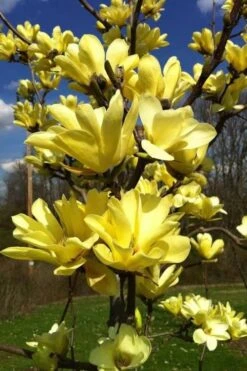 Yellow Bird Magnolia Tulip Tree - 3 Gallon Pot -Best Plant Shop Magnolia Yellow Bird 32 1