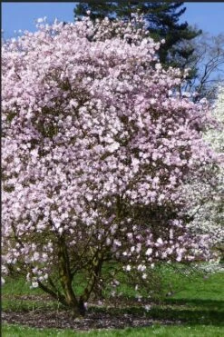 Centennial Blush Star Magnolia - 3 Gallon Pot 11 Centennial Blush Star Magnolia - 3 Gallon Pot -Best Plant Shop Magnolia stellata centennial blush 2