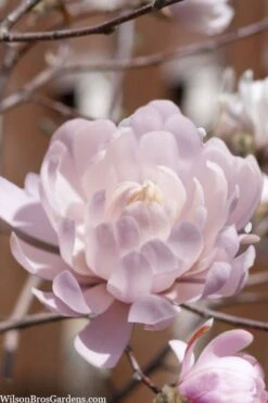 Centennial Blush Star Magnolia - 3 Gallon Pot 13 Centennial Blush Star Magnolia - 3 Gallon Pot -Best Plant Shop Magnolia stellata centennial blush 3