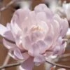 Centennial Blush Star Magnolia - 3 Gallon Pot -Best Plant Shop Magnolia stellata centennial blush 4