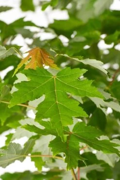 Autumn Blaze Maple - 2 Gallon Pot -Best Plant Shop Maple Autumn Blaze Green Leaves 500x700 1