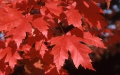 Autumn Blaze Maple - 2 Gallon Pot -Best Plant Shop Maple Autumn Blaze leaves