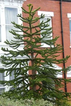 Monkey Puzzle Tree - Araucaria Auracana - 5 Gallon Pot 10 Monkey Puzzle Tree - Araucaria Auracana - 5 Gallon Pot -Best Plant Shop Monkey Puzzle Tree 3