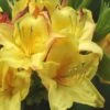 Canary Isles Aromi Azalea (Rhododendron Hybrid) - 3 Gallon Pot -Best Plant Shop Native Azalea Canary Isles 2