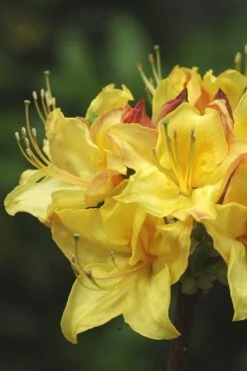 Canary Isles Aromi Azalea (Rhododendron Hybrid) - 3 Gallon Pot -Best Plant Shop Native Azalea Canary Isles 4
