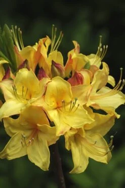 Canary Isles Aromi Azalea (Rhododendron Hybrid) - 3 Gallon Pot -Best Plant Shop Native Azalea Canary Isles 7