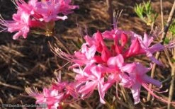 Candy Striper Native Azalea - Rhododendron Canescens - 3 Gallon Pot 10 Candy Striper Native Azalea - Rhododendron Canescens - 3 Gallon Pot -Best Plant Shop Native Azalea Candy Striper 1