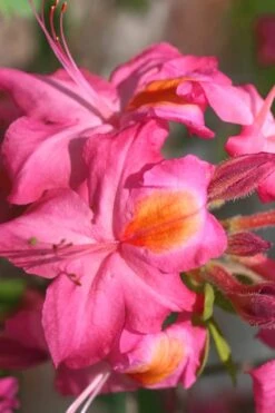 Country Cousin Pink Aromi Azalea (Rhododendron Hybrid) - 1 Gallon Pot 7 Country Cousin Pink Aromi Azalea (Rhododendron Hybrid) - 1 Gallon Pot -Best Plant Shop Native Azalea Country Cousin 3 1