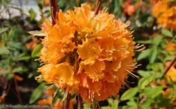 Dons Variegated Native Azalea - Rhododendron - 1 Gallon Pot -Best Plant Shop Native Azalea Dons Variegated 10