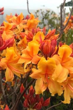 Four Kings Aromi Azalea (Rhododendron Hybrid) - 3 Gallon Pot