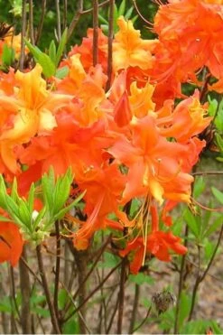 Frontier Gold Aromi Azalea (Rhododendron Hybrid) - 3 Gallon Pot -Best Plant Shop Native Azalea Frontier Gold 2