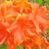 Frontier Gold Aromi Azalea (Rhododendron Hybrid) - 3 Gallon Pot