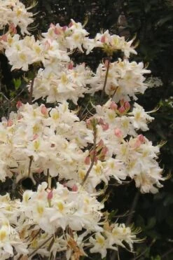 High Tide Aromi Azalea (Deciduous Rhododendron Hybrid) - 1 Gallon Pot -Best Plant Shop Native Azalea High Tide 10 1