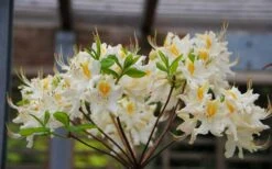 High Tide Aromi Azalea (Deciduous Rhododendron Hybrid) - 1 Gallon Pot -Best Plant Shop Native Azalea High Tide 2 1