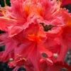 Jeb Stuart Native Azalea (Rhododendron) - 1 Gallon Pot -Best Plant Shop Native Azalea Jeb Stuart rhododendron 20