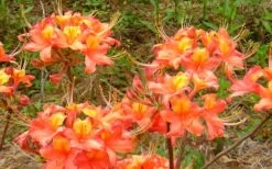 King's Trumpeter Aromi Azalea (Rhododendron Hybrid) - 3 Gallon Pot -Best Plant Shop Native Azalea Kings Trumpeter 3
