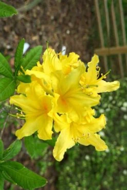 Lemonade Aromi Azalea (Rhododendron Hybrid) - 1 Gallon Pot -Best Plant Shop Native Azalea Lemonade 10