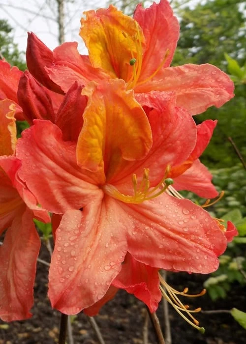 Mary Poppins Azalea (Rhododendron) - 5 Gallon Pot 3 Mary Poppins Azalea (Rhododendron) - 5 Gallon Pot