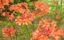 Mauvilla Gold Aromi Azalea (Rhododendron Hybrid) - 3 Gallon Pot -Best Plant Shop Native Azalea Mauvila Gold 1 1