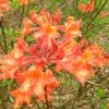 Mauvilla Gold Aromi Azalea (Rhododendron Hybrid) - 1 Gallon Pot -Best Plant Shop Native Azalea Mauvila Gold 10