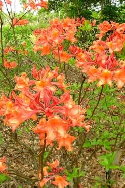 Mauvilla Gold Aromi Azalea (Rhododendron Hybrid) - 3 Gallon Pot -Best Plant Shop Native Azalea Mauvila Gold 2 1