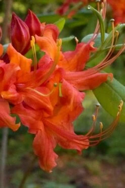 Oconee Native Azalea - Rhododendron Flammeum Speciosum - 3 Gallon Pot -Best Plant Shop Native Azalea Oconee Flammeum 12
