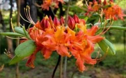 Oconee Native Azalea - Rhododendron Flammeum Speciosum - 3 Gallon Pot -Best Plant Shop Native Azalea Oconee Flammeum 20