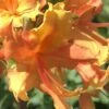 Orange Marmalade Native Azalea - 1 Gallon Pot -Best Plant Shop Native Azalea Orange Marrmalade 1 1