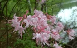 Pink Alabama Native Azalea - Rhododendron - 3 Gallon Pot 11 Pink Alabama Native Azalea - Rhododendron - 3 Gallon Pot -Best Plant Shop Native Azalea Pink Alabamense 3