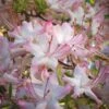 Pink Alabama Native Azalea - Rhododendron - 3 Gallon Pot -Best Plant Shop Native Azalea Pink Alabamense 4