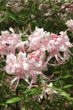 Pink Alabama Native Azalea - Rhododendron - 3 Gallon Pot 12 Pink Alabama Native Azalea - Rhododendron - 3 Gallon Pot -Best Plant Shop Native Azalea Pink Alabamense 5