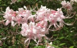 Pink Alabama Native Azalea - Rhododendron - 3 Gallon Pot 13 Pink Alabama Native Azalea - Rhododendron - 3 Gallon Pot -Best Plant Shop Native Azalea Pink Alabamense 7