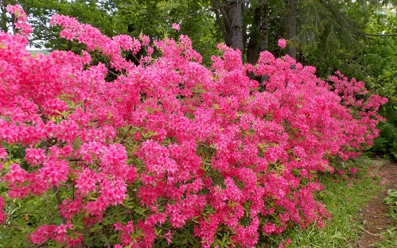 Rosy Lights Cold Hardy Azalea (Rhododendron) - 1 Gallon Pot 7 Rosy Lights Cold Hardy Azalea (Rhododendron) - 1 Gallon Pot - Image 5