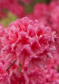 Rosy Lights Cold Hardy Azalea (Rhododendron) - 1 Gallon Pot 10 Rosy Lights Cold Hardy Azalea (Rhododendron) - 1 Gallon Pot -Best Plant Shop Native Azalea Rosy Lights 6