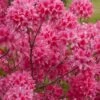 Rosy Lights Cold Hardy Azalea (Rhododendron) - 1 Gallon Pot -Best Plant Shop Native Azalea Rosy Lights 7