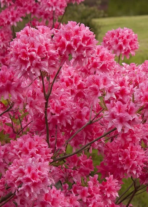Rosy Lights Cold Hardy Azalea (Rhododendron) - 1 Gallon Pot 3 Rosy Lights Cold Hardy Azalea (Rhododendron) - 1 Gallon Pot