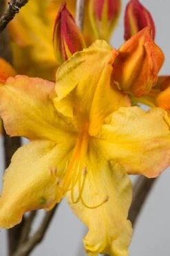 Solar Flare Sunbow Azalea - 3 Gallon Pot -Best Plant Shop Native Azalea Solar Flare Sunbow BS