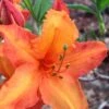 Solar Glow Sunbow Azalea - 3 Gallon Pot -Best Plant Shop Native Azalea Solar Sunglow 1