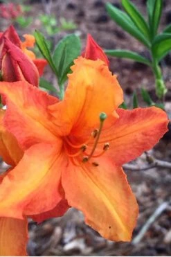 Solar Glow Sunbow Azalea - 3 Gallon Pot