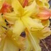 Solar Flare Sunbow Azalea - 3 Gallon Pot -Best Plant Shop Native Azalea Solor Flare Sunbow 1