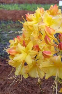 Solar Flare Sunbow Azalea - 3 Gallon Pot -Best Plant Shop Native Azalea Solor Flare Sunbow 2
