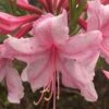 Spring Sensation Aromi Azalea (Rhododendron Hybrid) - 1 Gallon Pot -Best Plant Shop Native Azalea Spring Sensation 1