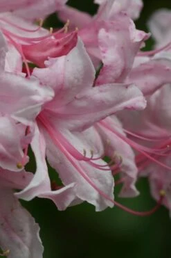 Spring Sensation Aromi Azalea (Rhododendron Hybrid) - 1 Gallon Pot -Best Plant Shop Native Azalea Spring Sensation 2
