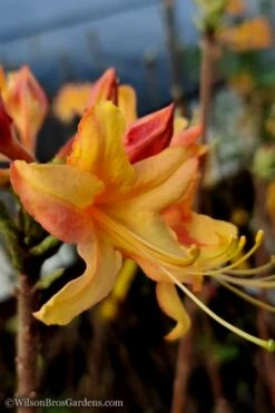 Tallulah Sunrise Native Azalea (Rhododendron) - 3 Gallon Pot -Best Plant Shop Native Azalea Tallulah Sunrise 13