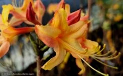 Tallulah Sunrise Native Azalea (Rhododendron) - 3 Gallon Pot -Best Plant Shop Native Azalea Tallulah Sunrise 15